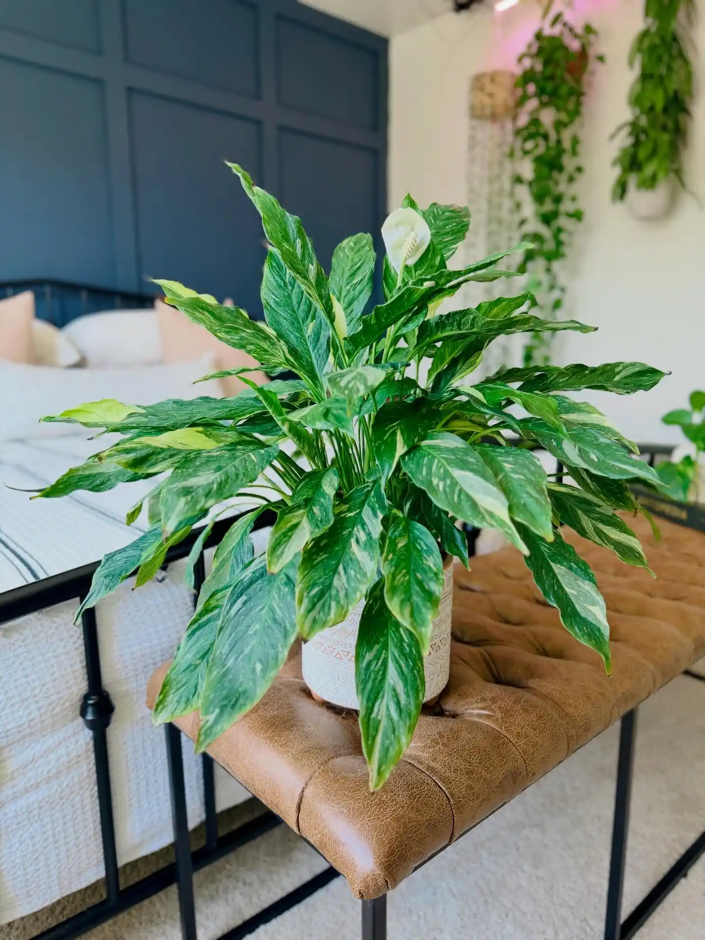 House Lily Plant