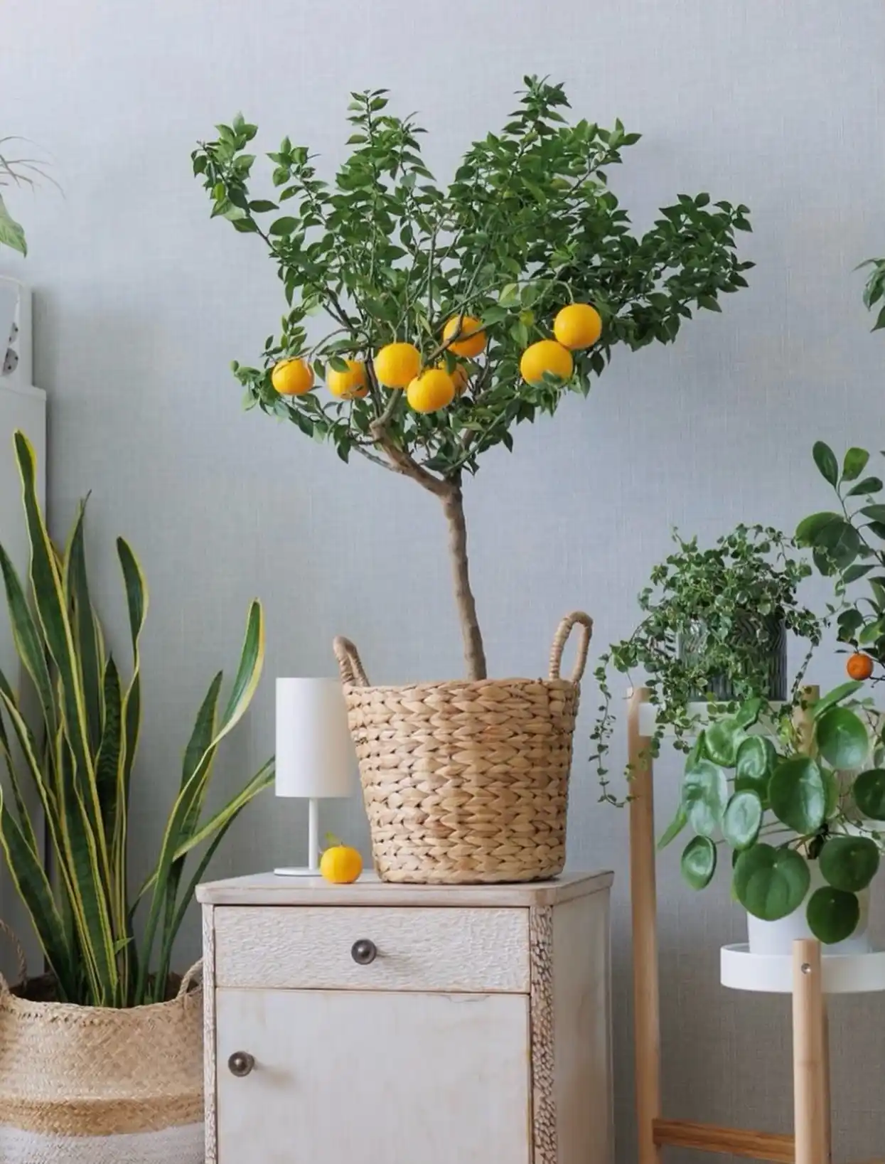 Indoor citrus