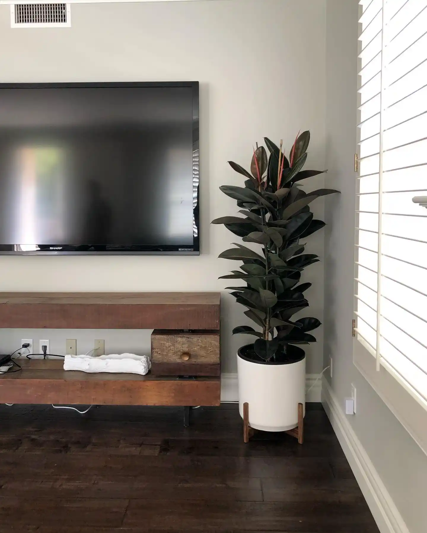 Rubber Plant Home Decor