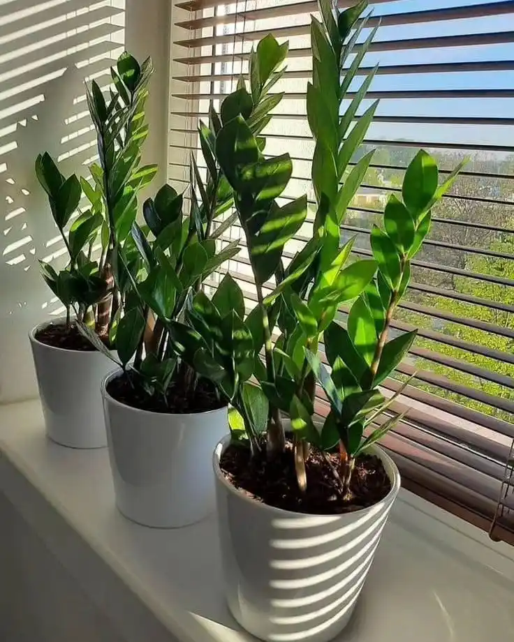 ZZ Plant Indoor