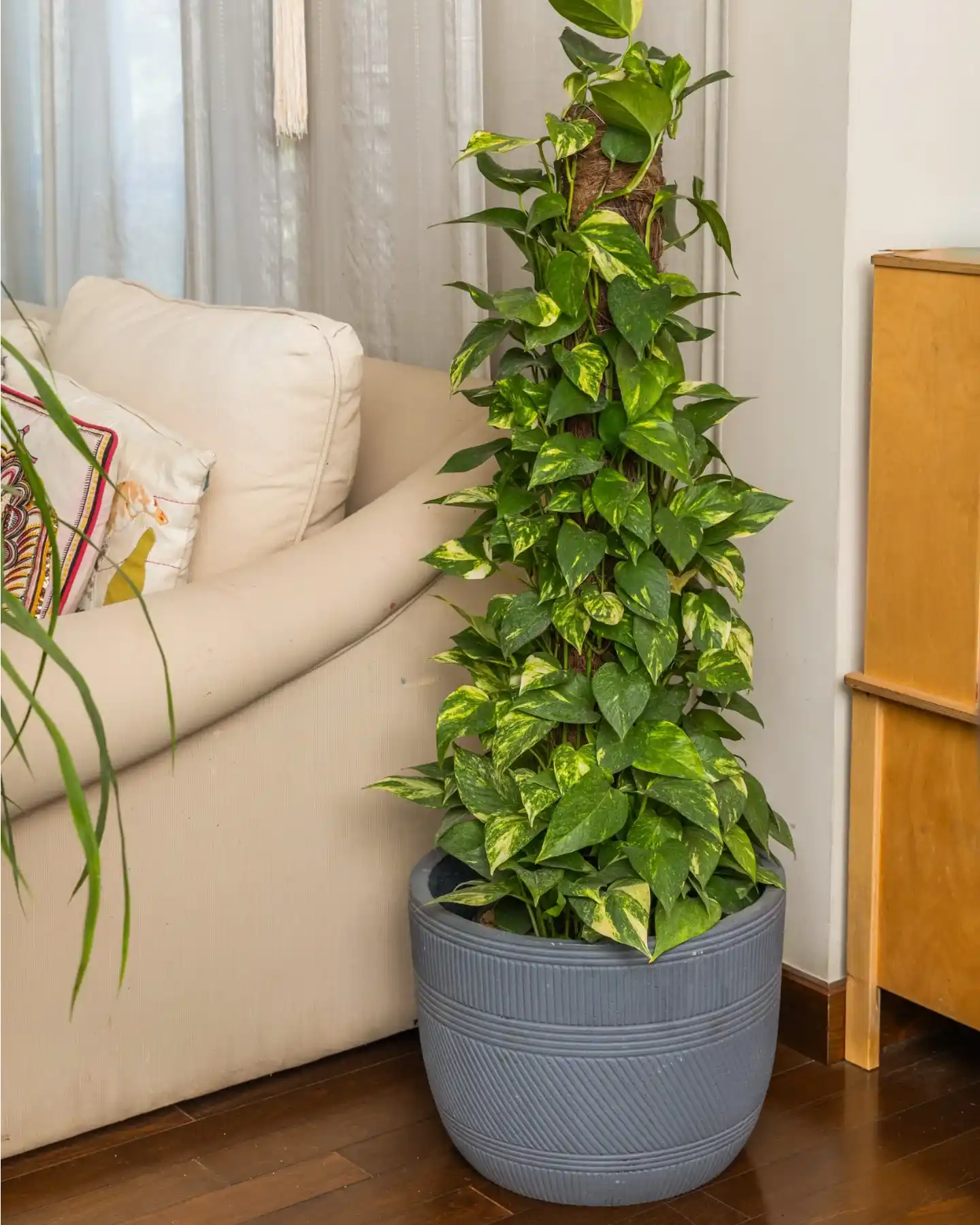 pothos indoor plant